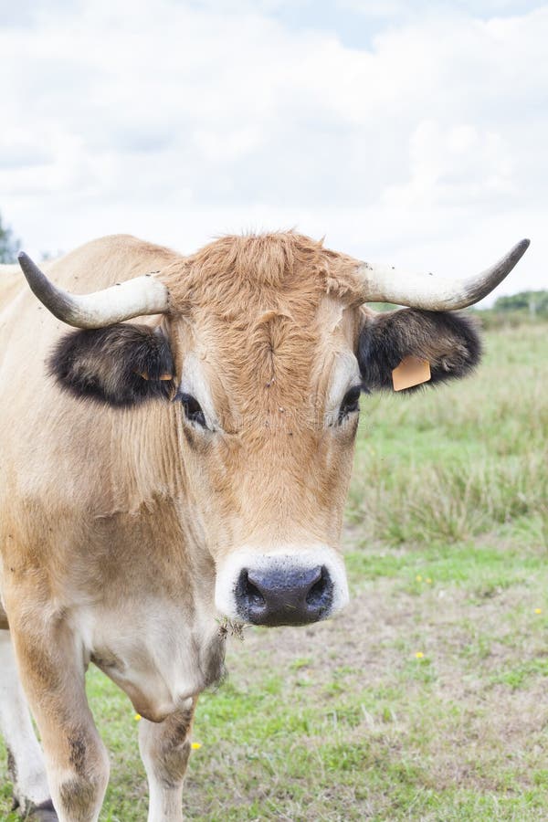 Curious Aubrac beef cow in a summer pasture on a cloudy day royalty free stock images Curious Aubrac beef cow in a summer pasture on a cloudy day royalty free stock images