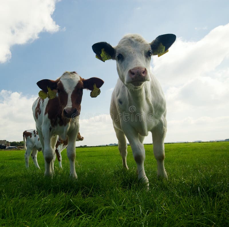 Curious baby cows royalty free stock photos