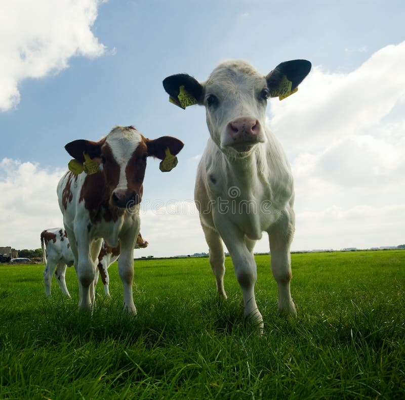 Curious baby cows