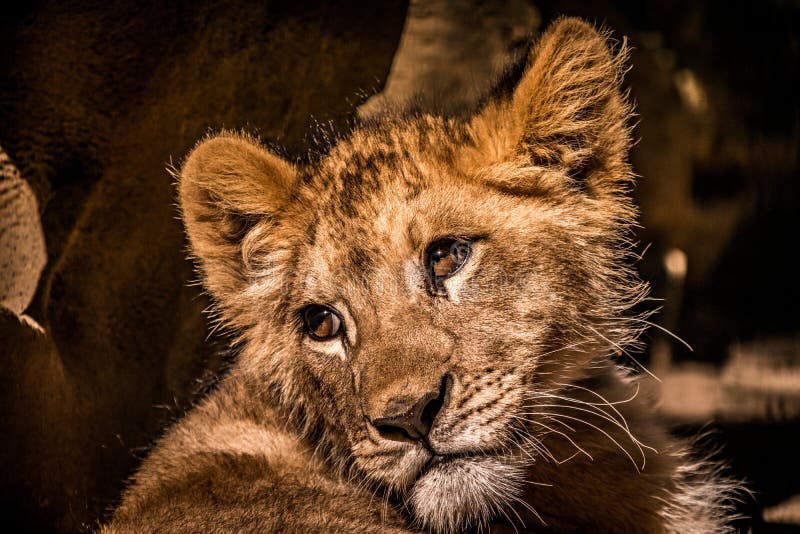A Curious Baby Lion Cub Portrait Stock Photo - Image of background ...