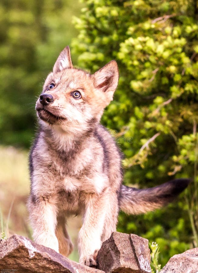 Gray Wolf Pup Stock Photos - Download 871 Royalty Free Photos