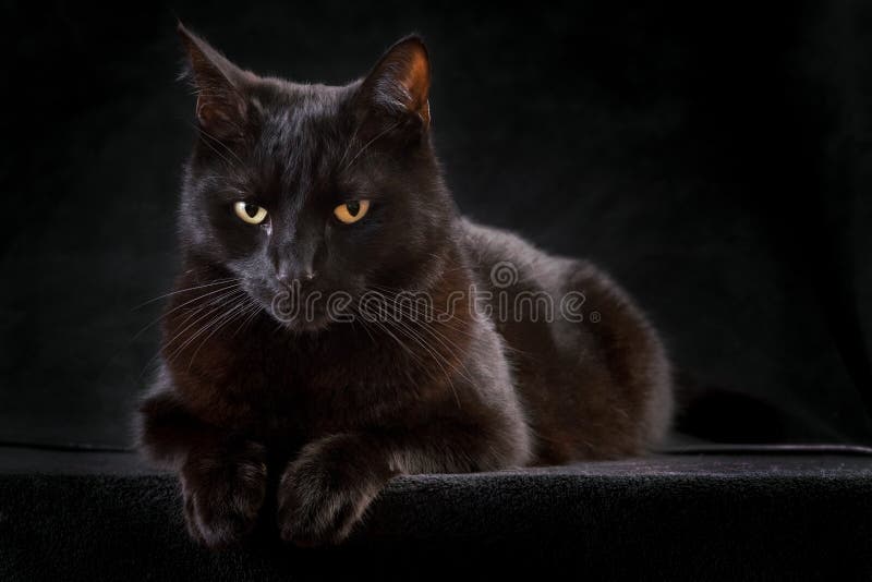 Gatto nero animale domestico con gli occhi belli concetto di animale, amicizia o inquietante horror strega magica notte di halloween creatura in attesa con pazienza, ma dall'aspetto curioso o guardando preda misteriosa notte di animali.