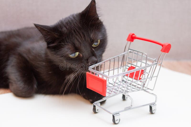 Curious Black Cat with a Toy Cart for Shopping Stock Photo Image of