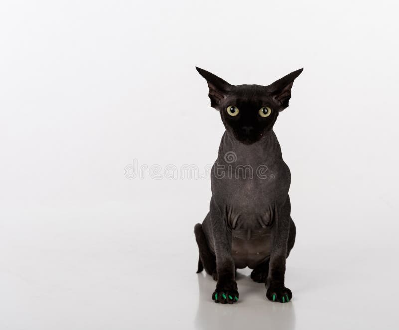 Curious Black Sphynx Cat Green Nails Sitting Isolated White Background