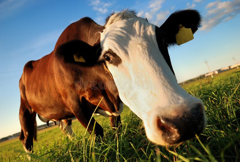 Curious brown cow stock photography