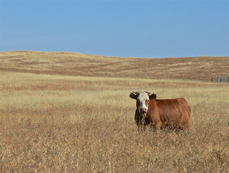 Brown cow