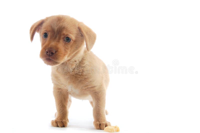 Curious brown puppy