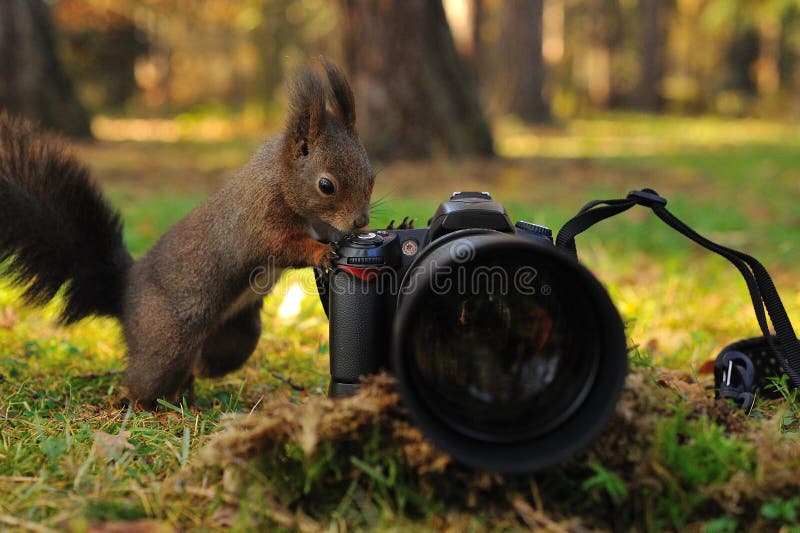 Curious brown squirrel with camera stock image Curious brown squirrel with camera stock image