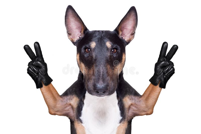 Ok fingers dog stock photo. Image of joyful, approve - 34862670