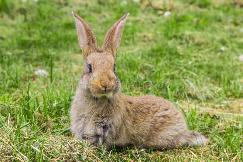 Curious Bunny with protruding ears.