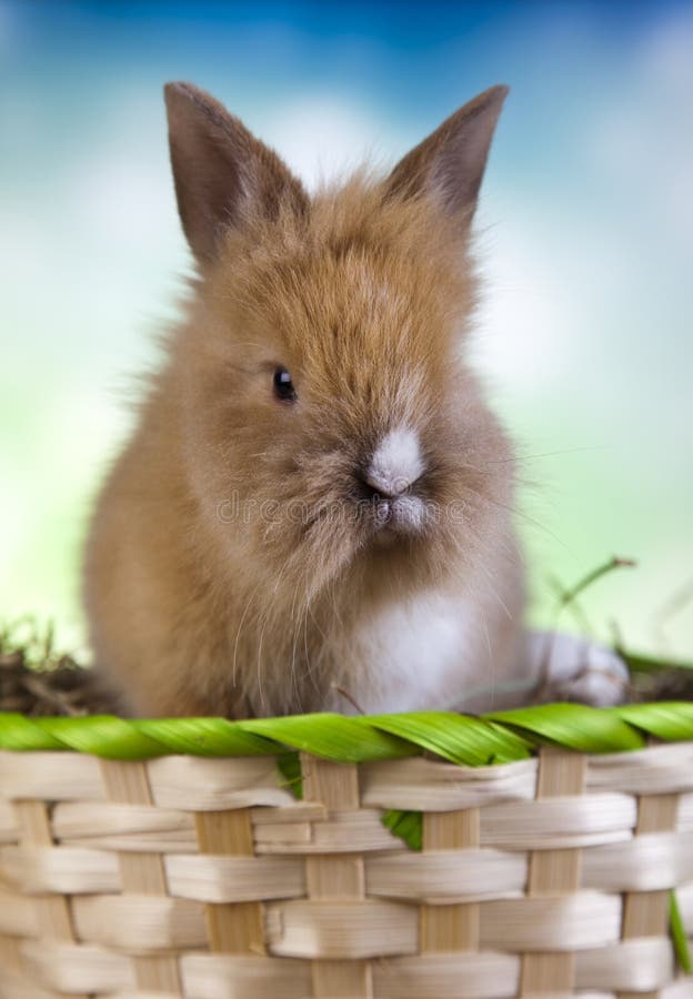 Curious Bunny, springtime stock image. Image of curious - 65095489