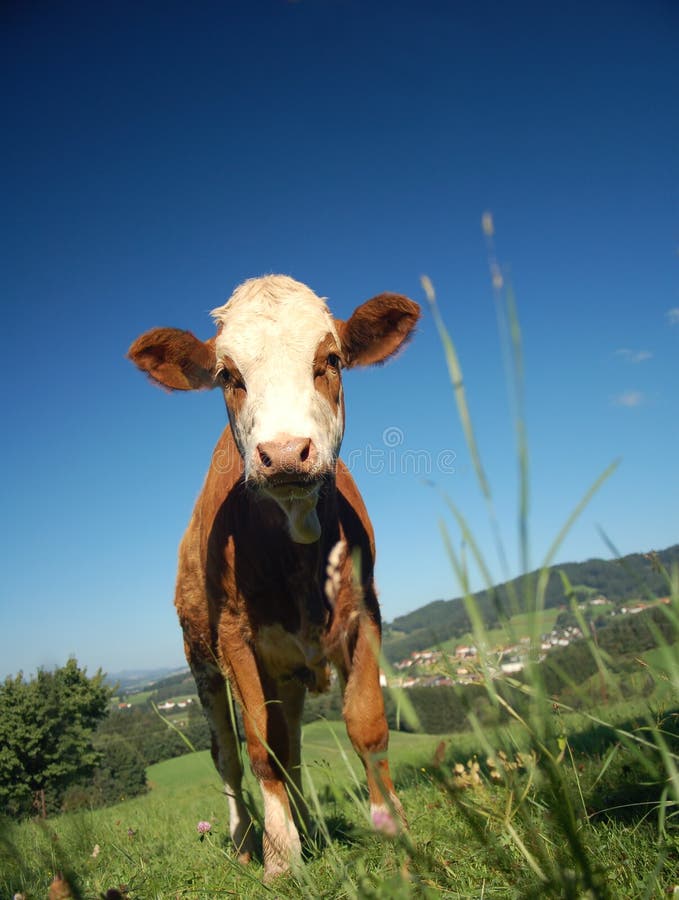 Curious Calf