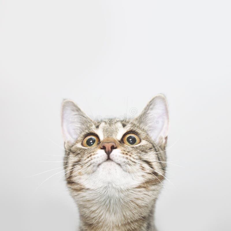 Curious cat face looking up royalty free stock images Curious cat face looking up royalty free stock images