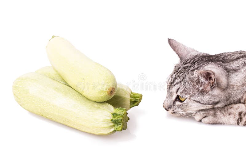 Curious cat and zucchini stock photo. Image of background 48304134