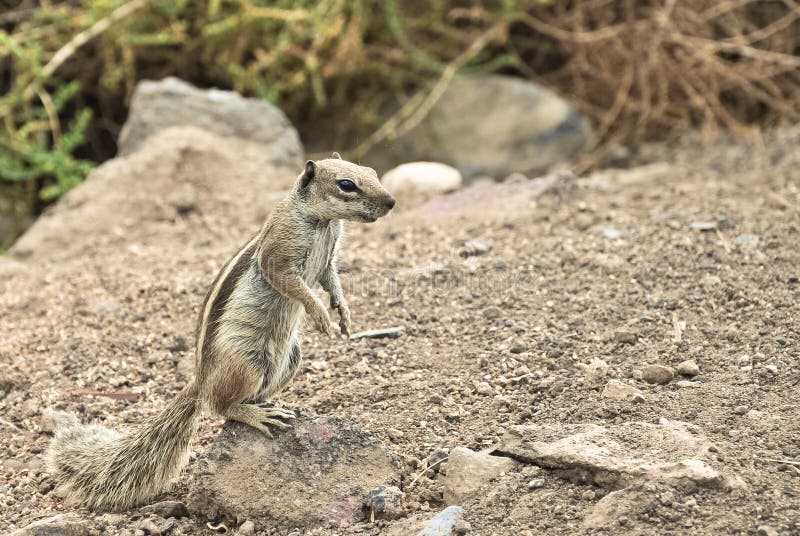 Chipmunk portrait