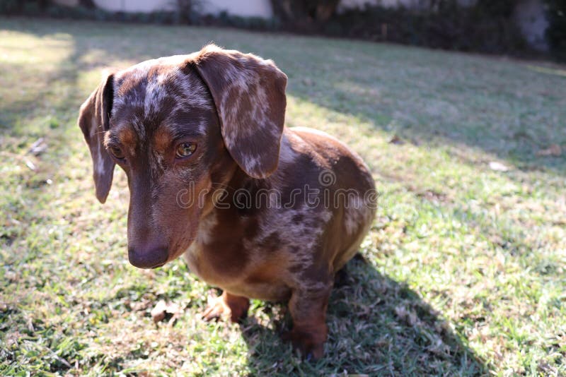 chocolate piebald dachshund