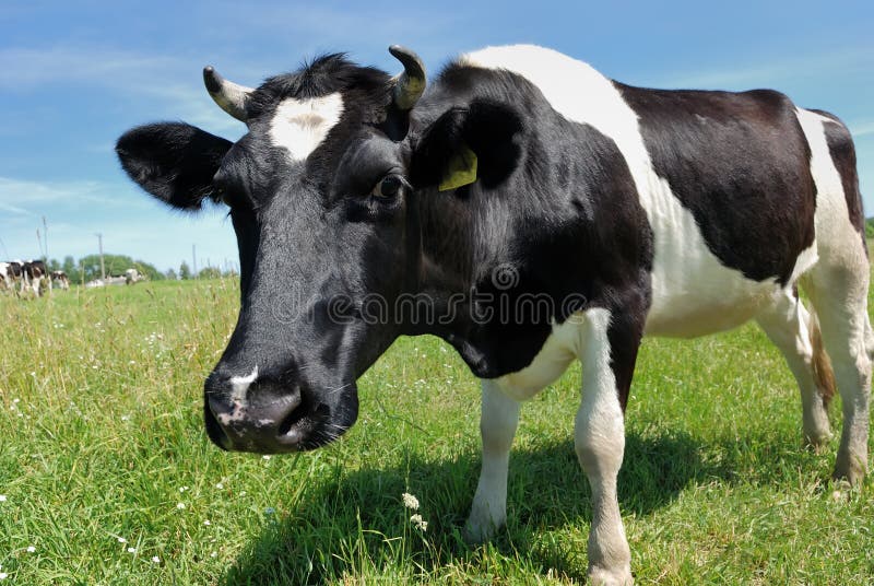 Curious cow at green pasture stock images