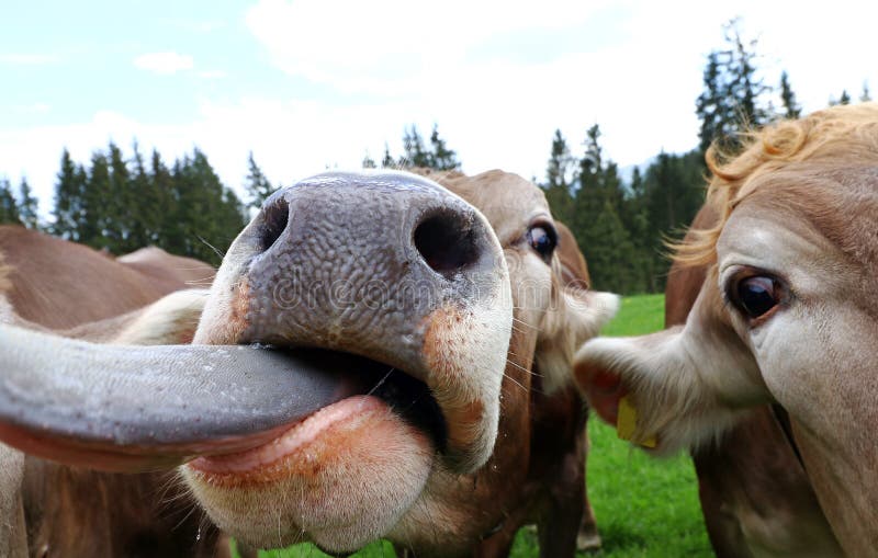 A curious cow sticks out her tongue. 