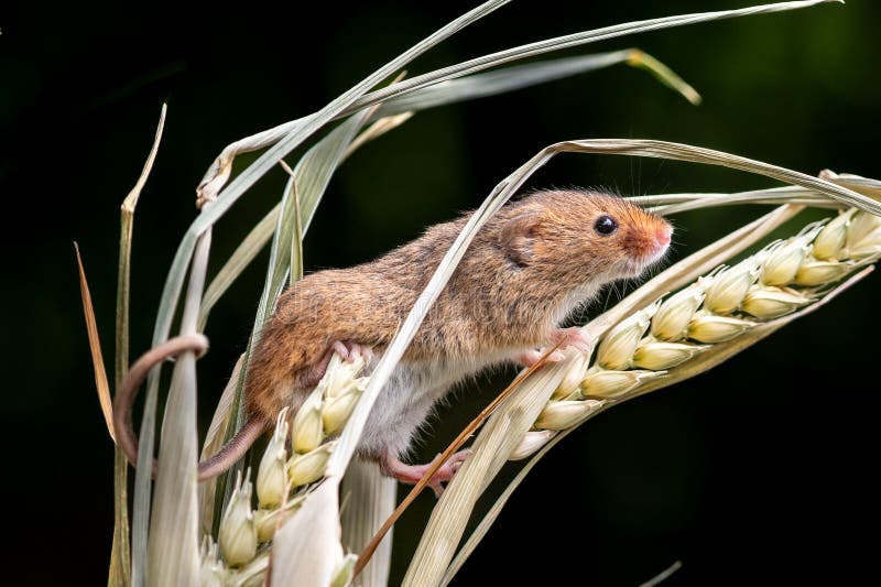 305 Field Mouse Corn Stock Photos - Free & Royalty-Free Stock
