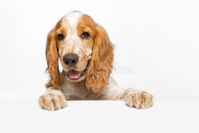 soft muzzle for cocker spaniel