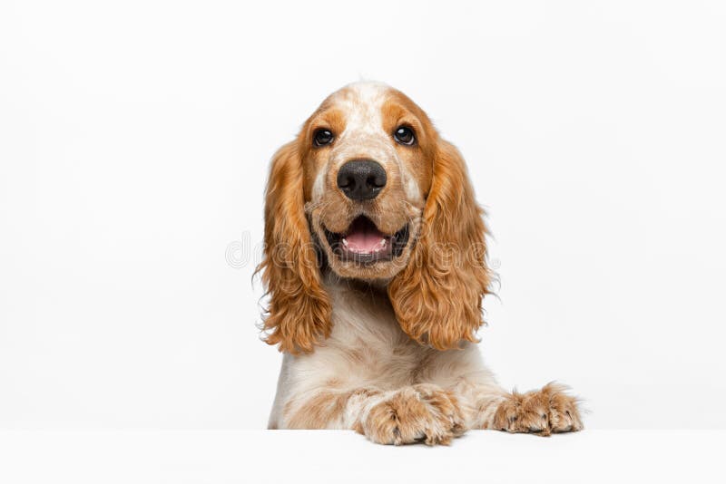 soft muzzle for cocker spaniel