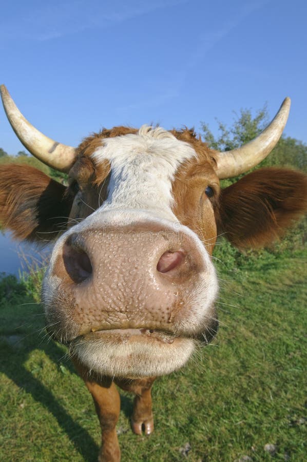 Curious dairy cow stock image. Image of head, dairy, face 24529007