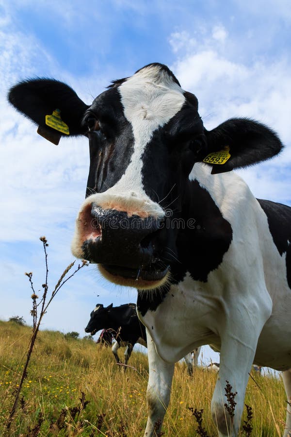 Curious dairy cow close-up in field