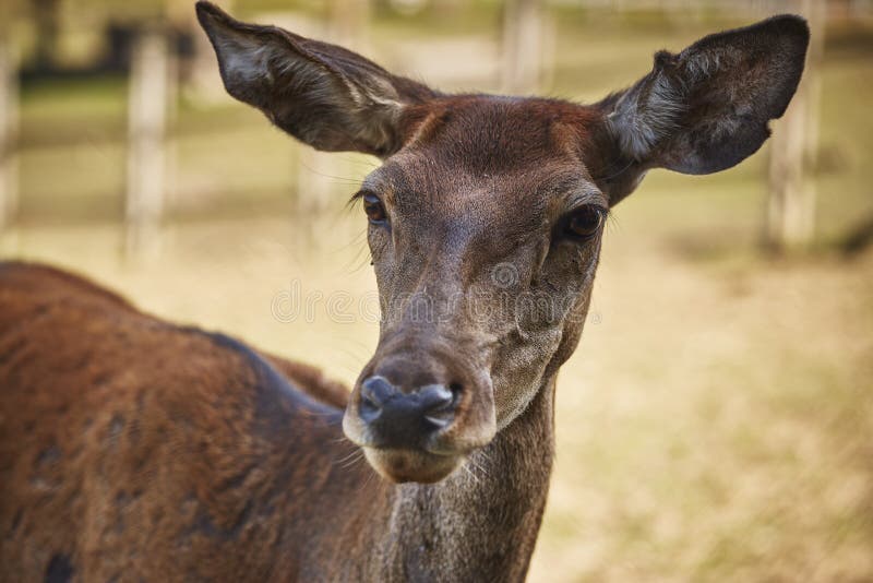 Curious deer doe portrait stock image Curious deer doe portrait stock image