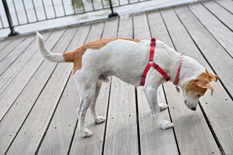Curious dog peeking through cracks of decking stock photo