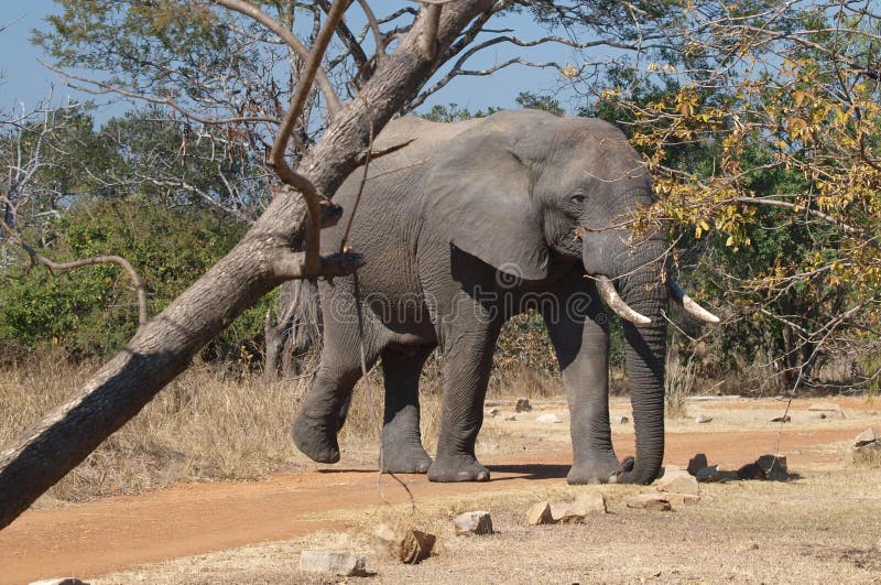 Curious elephant stock photo