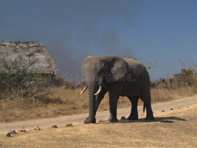 Curious elephant stock photos