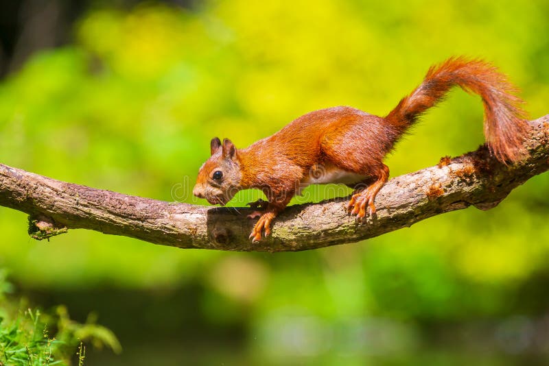 Curious Eurasian red squirrel, Sciurus vulgaris, running and jumping through trees in a forest