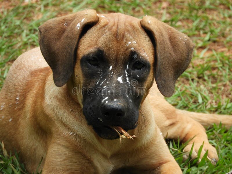 This curious face is from Mel royalty free stock photos This curious face is from Mel royalty free stock photos