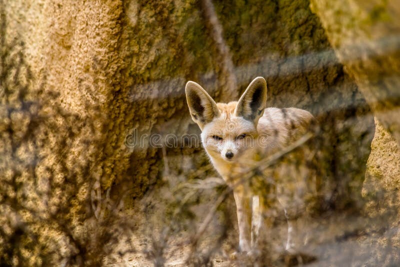 Single Fennec Fox, Vulpes Zerda, with Prey in a Zoological Garden Stock