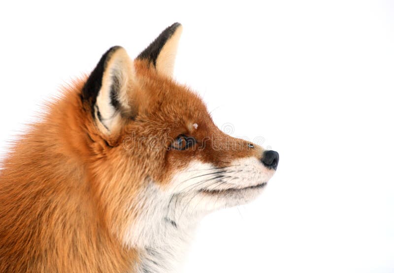 Curious fox stock photo. Image of savage, attitude, wildlife 4039588