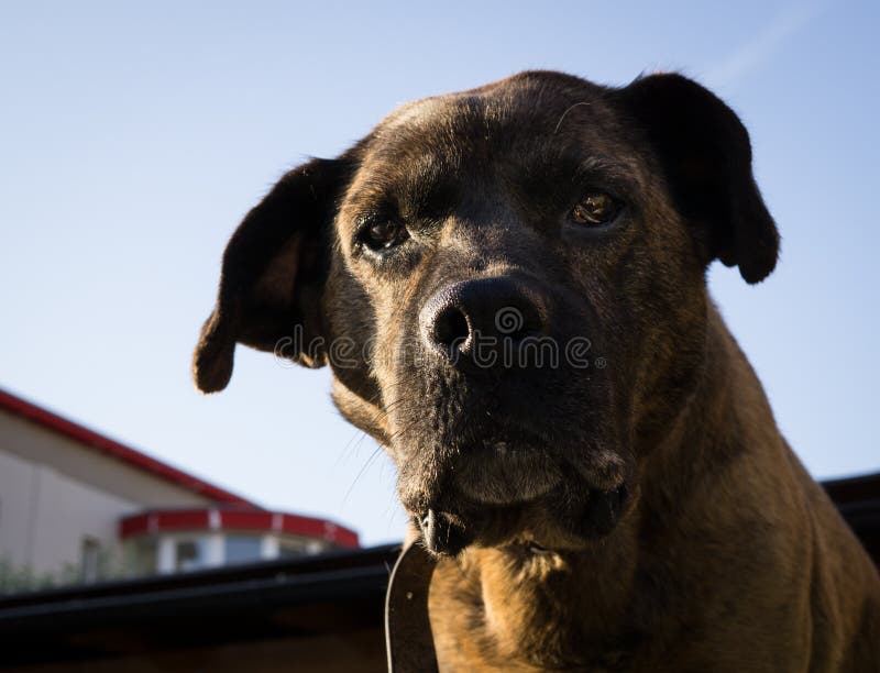 Dog standing on the fence.