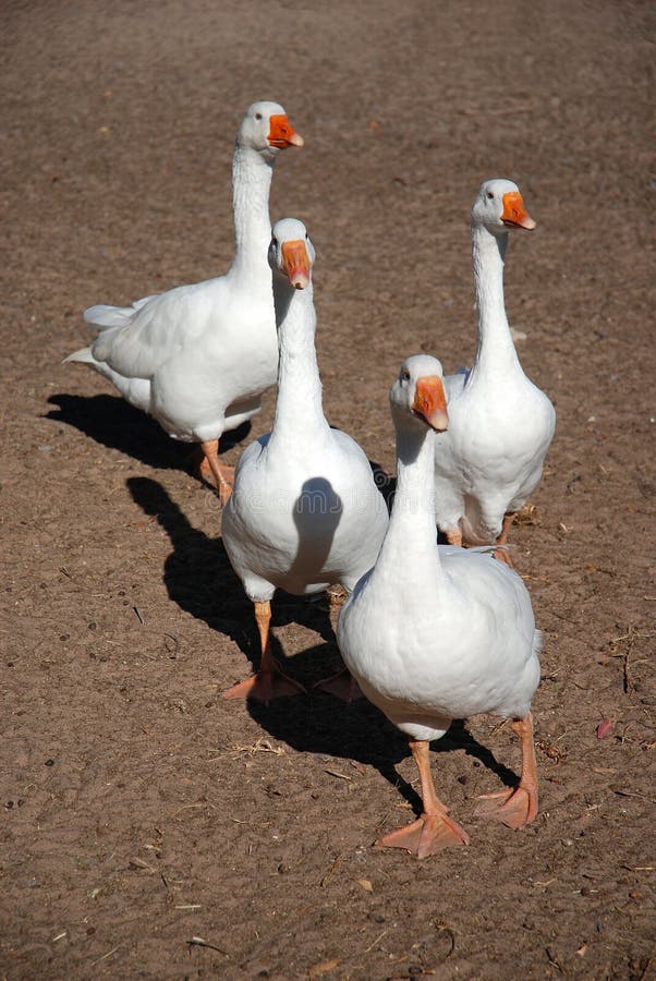 Curious geese