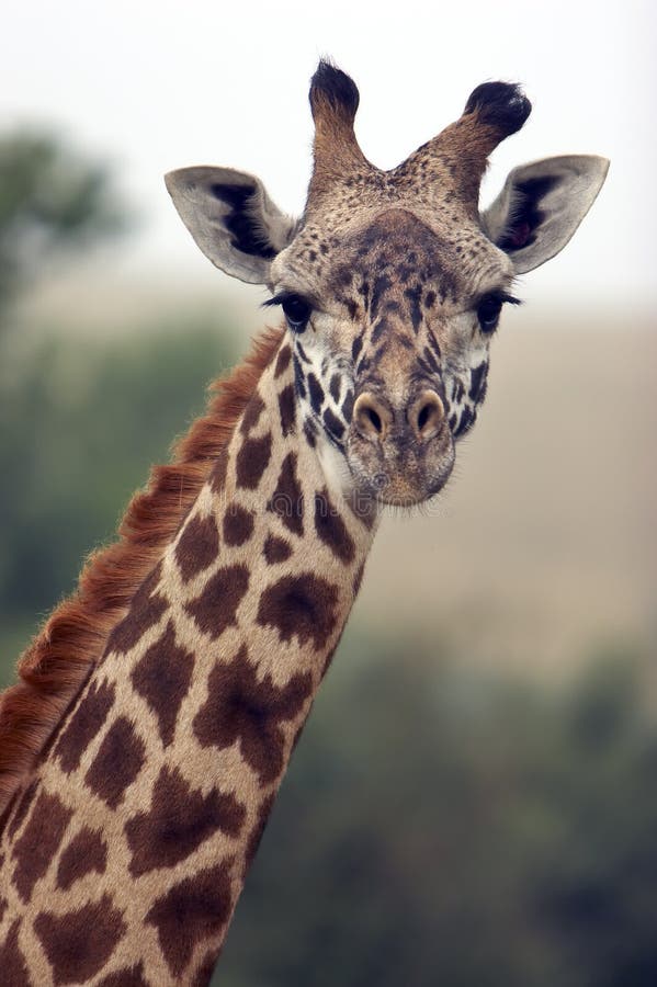 Curious Giraffe