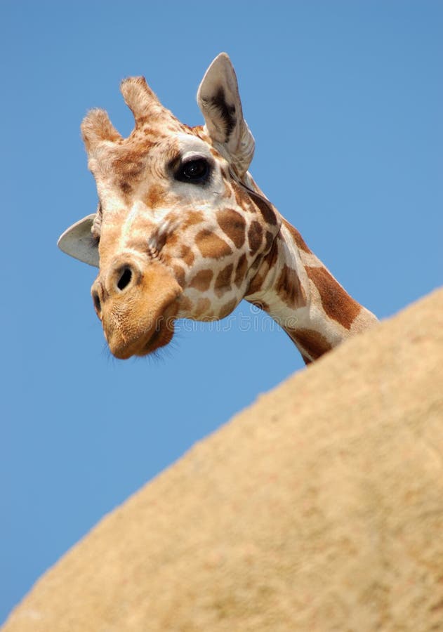 Curious giraffe peeking from behind a rock