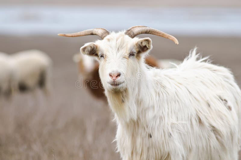Curious goat stock photography Curious goat stock photography