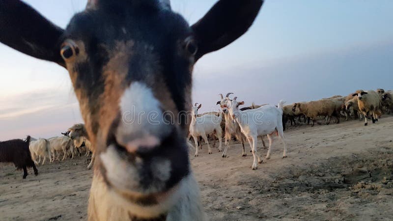 Curious Goat And Goat Herd royalty free stock image Curious Goat And Goat Herd royalty free stock image