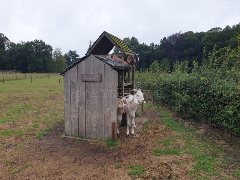 Curious Goats Hiding for the Rain at a Wooden Shelter in Wezep, the  Netherlands Stock Image - Image of wezep, animal: 168464301