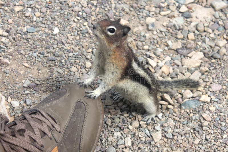 A curious Golden Mantled Ground Squirrel standing on my toes!