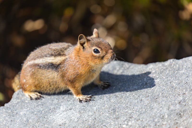 A curious Golden-mantled Ground Squirrel on a rock in Mt. Rainier National Park in Washington state