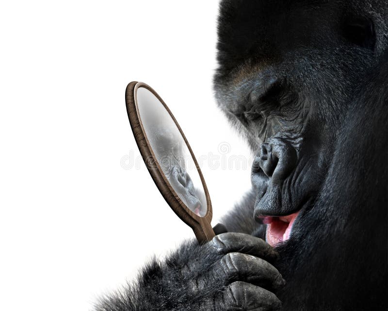 Curious gorilla looking at his handsome self reflection in mirror and smiling lovingly