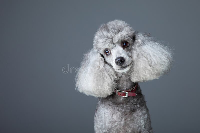 Curious gray poodle