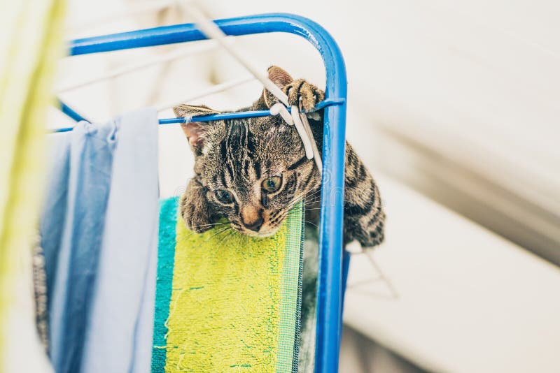 Curious Gray Tabby Kitten Hanging Clothes Horse Stock Photos Free