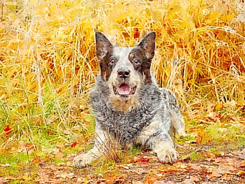 Curious grey dog is laying in colorful leaves and smiling