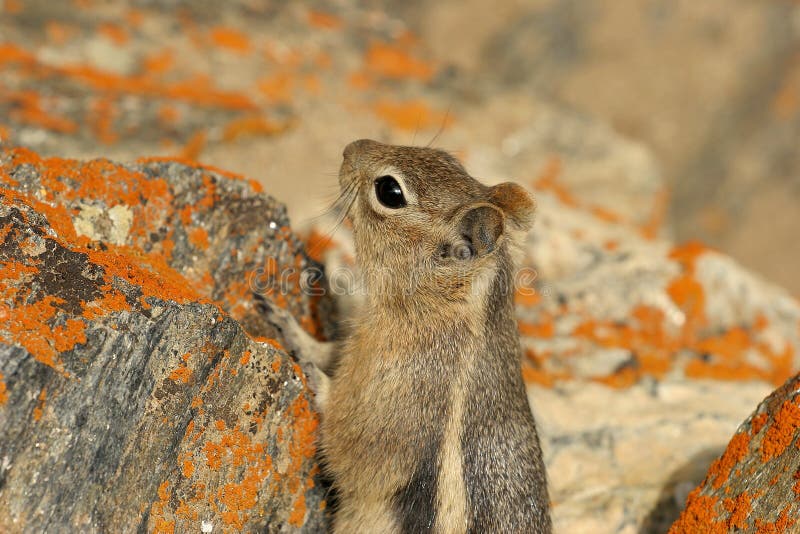 Curious ground squirrel in the Grand Canyon