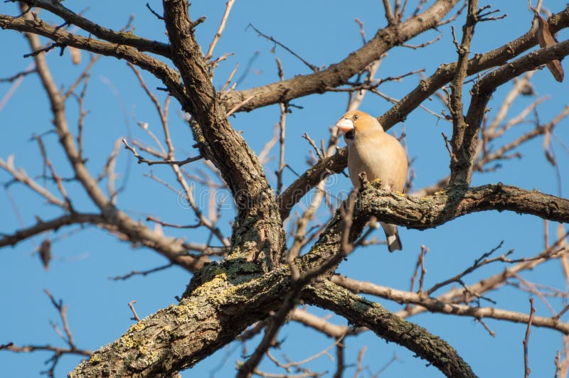 Curious hawfinch female on a twig royalty free stock photography Curious hawfinch female on a twig royalty free stock photography